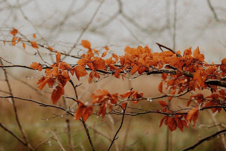 Landschapsfoto op metalen poster herfst.
