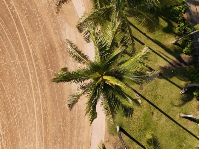 Palm tree paintings: creating an autumnal tropical retreat within