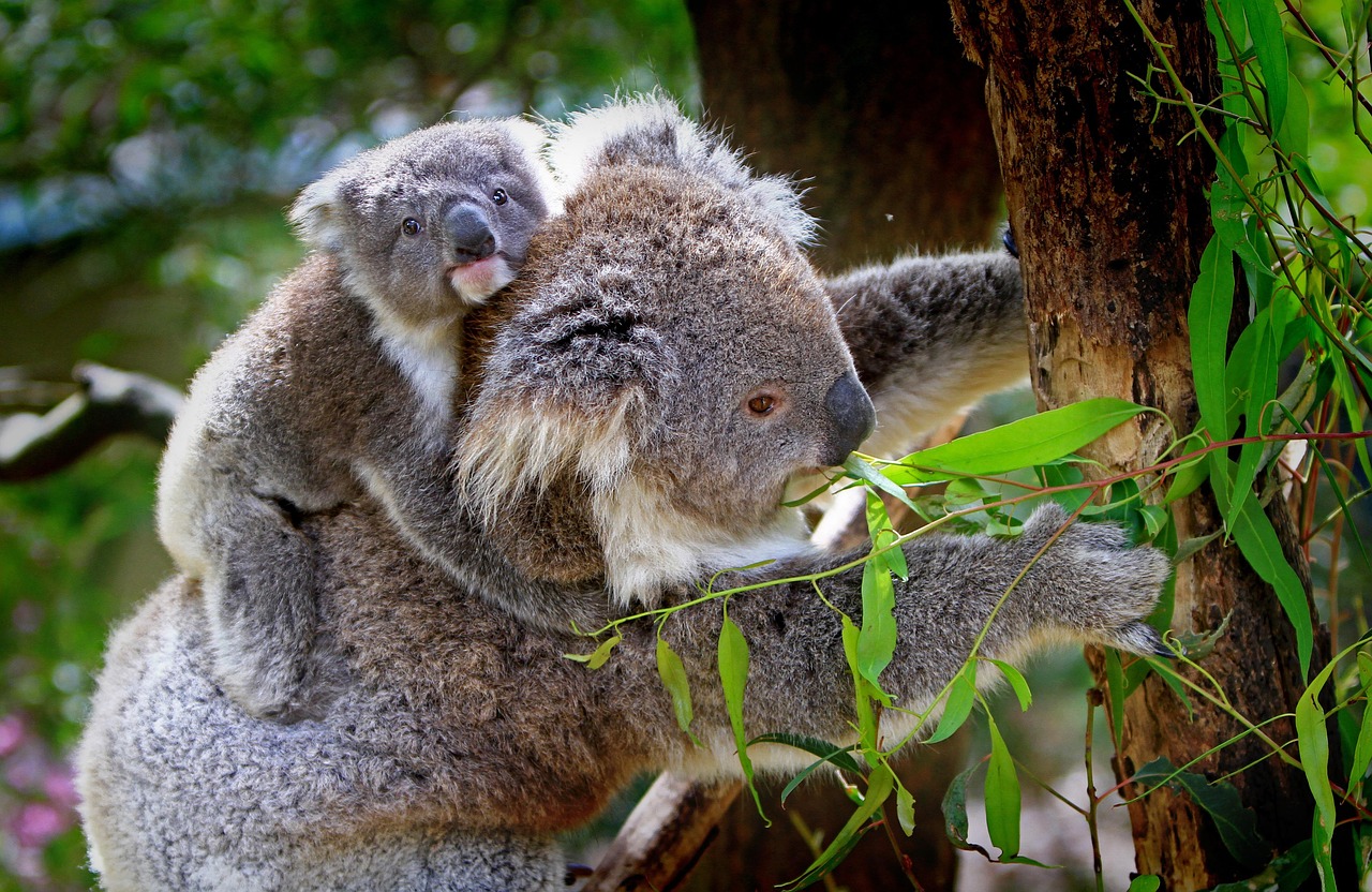 Kalmerende poster van slapende koala's. Kalmerende poster van slapende koala's.