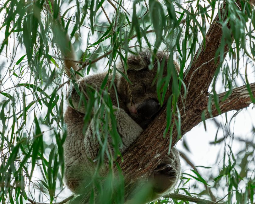 Rustgevende koalafamilie onder sterrenhemel. Rustgevende koalafamilie onder sterrenhemel.